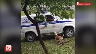 Полицейские застрелили собаку