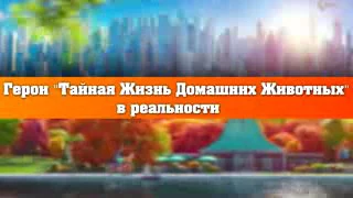 Тайная жизнь домашних животных в реальной жизни