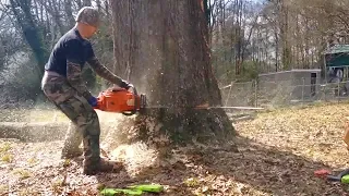 Extreme Dangerous Biggest Tree Felling ¦¦ Amazing Fastest Trees Cutting Down with Chainsaw Machine