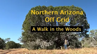 Northern Arizona - A Walk Through The Woods