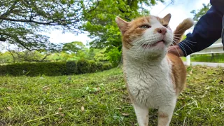 A talkative cat came to the park to be petted