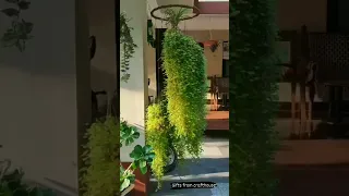 Hanging Plants Ideas | Kanishka Hi-Tech Nursery | Greater Noida