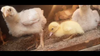 Chicken and ducks : Fancy chicks raise little ducklings