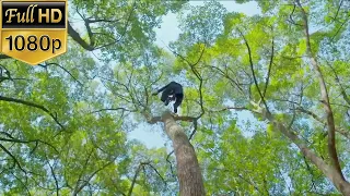 【功夫电影】功夫小子用輕功在樹上飛來飛去，沒有敵人的槍能打中他！#抗日 #功夫