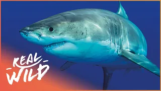 The Amazing Secret Lives Of Sharks | New Perspectives On An Ancient Predator | Real Wild