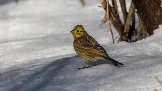 Овсянки обыкновенные. Emberiza citrinella. Птицы Беларуси.