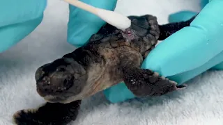Sea Turtle Hatchlings on Pinellas County Beaches