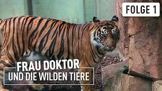 Neuer Tiger im Zoo | Frau Doktor & die wilden Tiere | (1/4)