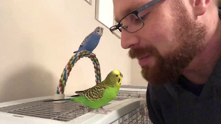 Teaching the parakeets to talk