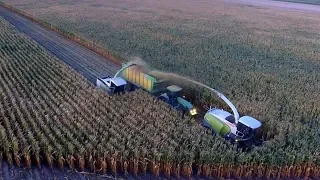 Wielkie koszenie 60 hektarów kukurydzy na 2 sieczkarnie- Claas Jaguar, John Deere 5X, Joskin