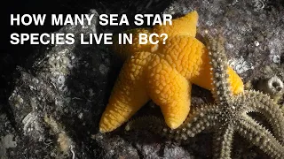 How Many Sea Star Species Live in British Columbia?