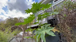 Castor Bean growth throughout the summer