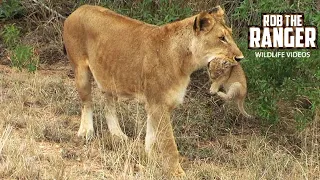 Tiny Lion Cubs Being Moved