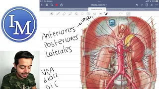 Anatomía | Circulación arterial, venosa y linfatica de abdomen