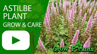 Astilbe plant - grow & care (False spirea)