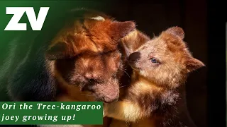 Ori the Tree-kangaroo joey growing up!