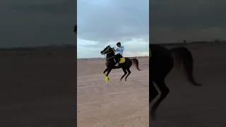 Fastest Horse in the world || Horse riding || horse dance & jumping #shorts #horse