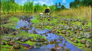 (Top 5) Collect the best Video fishing Snails, Crabs - A fisherman Catch a lot By Hand Skill