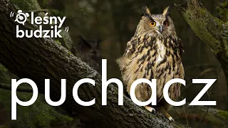 Leśny Budzik - Puchacz