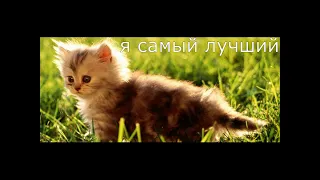 Приколы с  котами и кошками.Смешные коты с озвучкой.КОШКИ 2019. Funny cats.