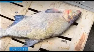 Потерпілі від «стихійної» риби черкасці застерігають містян від покупок «із асфальту»