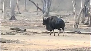 Indian Gaur with its evening workout 😊#indiangaur #bison #nagarhole #kabini #animals #karnataka