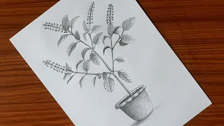 Tulsi plant (holy basil) drawing with pencil shade | Tulsi plant drawing easy | তুলসী গাছ আঁকা |