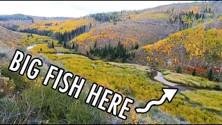 The Little Creek with Big Fish! (Tenkara Fly Fishing)