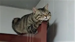 FUNNY CAT MEMES COMPILATION OF 2022 PART 34