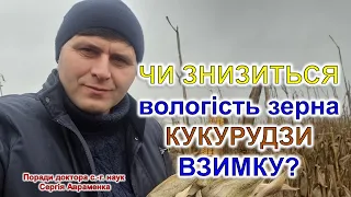 Чи знизиться вологість зерна кукурудзи взимку?