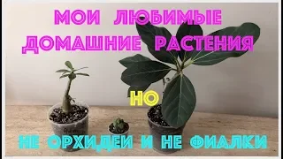 Мои любимые домашние растения-не орхидеи и не фиалки. My houseplants-not violets or orchids.