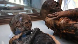 Mummified mice and more in latest Egyptian tomb discovery