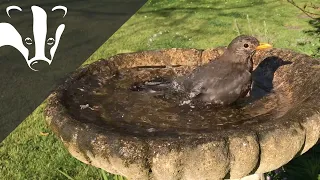 #EssexWildlifeTV - A Week in the Life of a Bird Bath