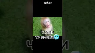 #бибизяны #брадки #манки #обезьяна #мем #смешно #приколы #monkey #meme #funny #funnymonkey .........