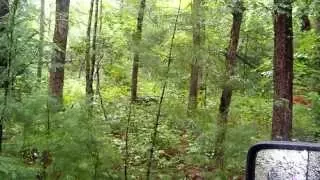 Bear with 3 cubs in cades cove