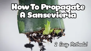 How To Propagate (Sansevieria) Snake Plant! | Two Methods With Results