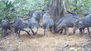 Eles voltaram na ceva, mesmo depois de eu assustar eles lá...