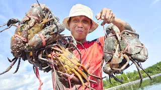 It's amazing to find a huge mud crab washed up in the river at low tide