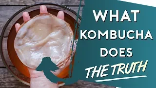 The Truth On What Kombucha Does To Your Body DOCTOR RESPONDS!