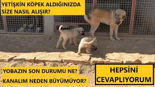 BABA GÜRÜNÜN YENİ YAVRULARI ÇİFTLİĞİMİZE GELDİ NUR TOPU GİBİ İKİ EVLAT