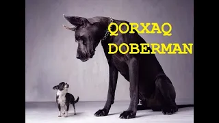 Qorxaq Dobermanın təlimi.İnsan qorxusu,gəzmək qorxusu,su qorxusu .