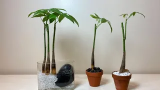 Money Tree Plants - Result Of Separate & Re-plant February 2022
