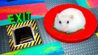🐹 Hamster Escapes the Maze Exit Awesome 🐹 Dangerous Escape Route Real Life Pet