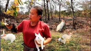 survival skills - woman caught five rabbit & cook chicken with iguana for dog - Eating delicious