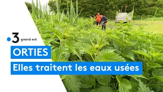 Les orties dépolluent et traitent les eaux usées