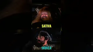 Cheech and Chong #Indica vs #Sativa #cheech #chong