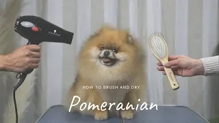 POMERANIAN GROOMING MASTERCLASS by Pomeranian Beauty