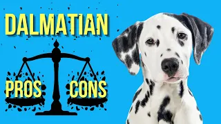 Dalmatian Pros and Cons ( The Firehouse Dog Good and Bad )