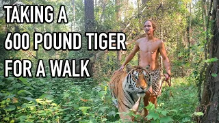 Kody Antle Walks With A 600 Pound Tiger! | Myrtle Beach Safari