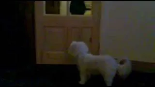 Owner gets cute little dog to close door @AmazingBrice Coton de Tulear